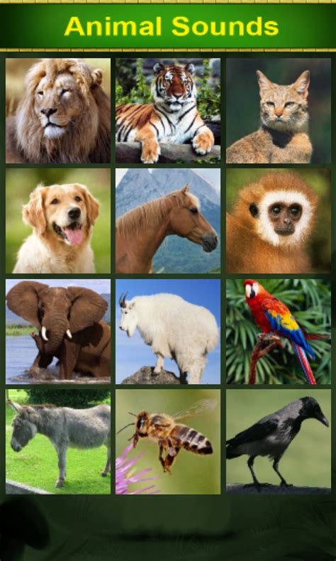 Animal Sounds For Kids Appstore For Android