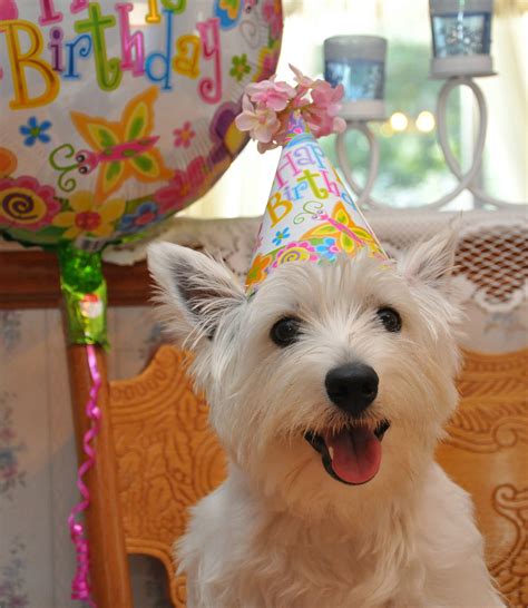 Happy Birthday Images With Dogs Birthday Bcg