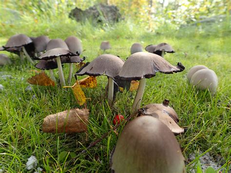 Fungi - Mushroom - Polarpedia