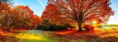5 Beautiful Autumn Trees That Turn Red Uk