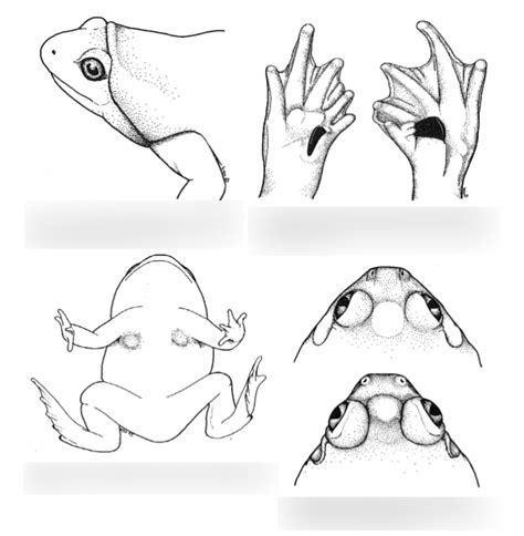 More Frogs Diagram Quizlet