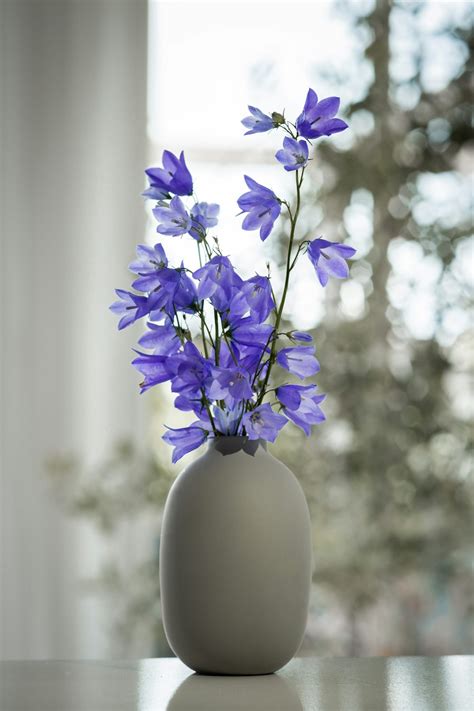 Purple And White Flower In White Vase Photo Free Varberg Image On
