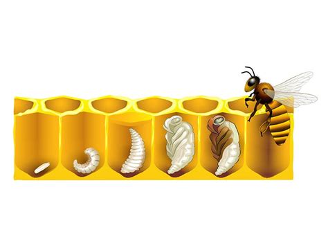 Le cycle de vie des abeilles dans la ruche - Zapiculture