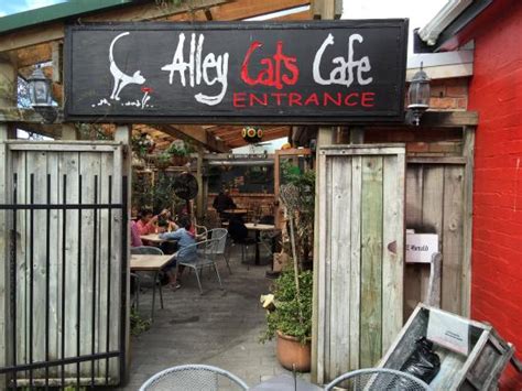 Alley Cats Tirau Restaurant Bewertungen Telefonnummer And Fotos