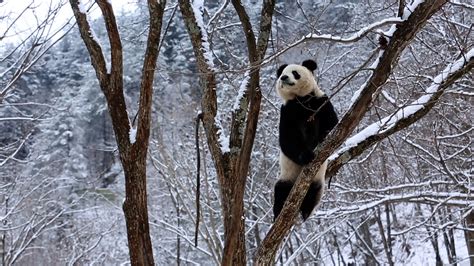 Story Of Pandas Ep4 Winter Cgtn