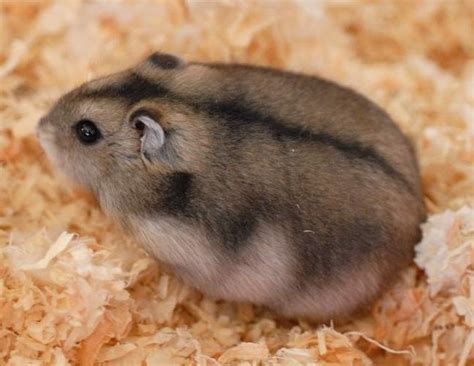 Russian Dwarf Hamster Facts Care Campbell Hamsters Dwarf Hamster Russian Dwarf Hamster