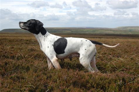 Pointer Breed Guide Learn About The Pointer