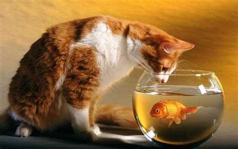 Cats Funny Goldfish Fish Bowls Hd Wallpaper Pxfuel