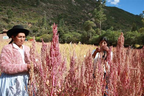 quinua el superalimento que cambia la vida de los agricultores de perú la patria