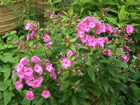 Phlox Pink Flame Grows On You