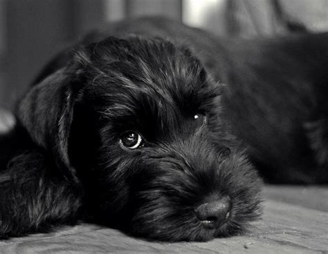 We discovered that the standard schnauzer not only has no dog odor, but also has little or no shedding of its fur. Black Schnauzer | Black schnauzer, Schnauzer puppy, Schnauzer