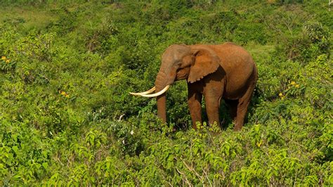 Zsl Is Working To Protect Forest Elephants In The Congo Basin In The