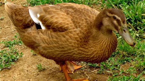 Pictures Of Khaki Campbell Ducks рџ‘‰рџ‘Њkhaki Campbell Ducks Freedom