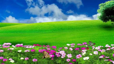 Hd 1080p Nature Flower Scenery Video Royalty Free Landscape Video