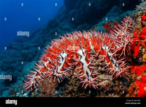 Poisonous Crown Of Thorns Starfish Acanthaster Planci At A Reef