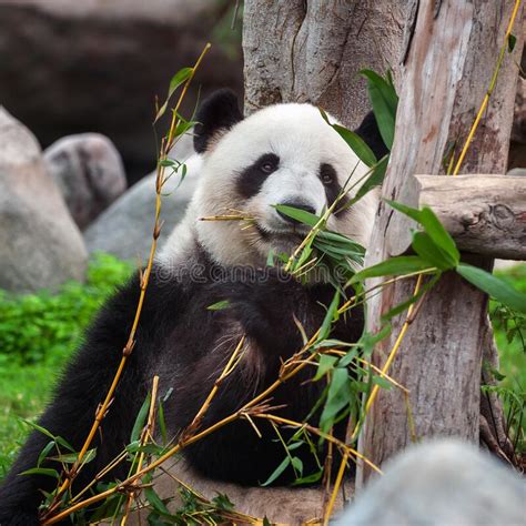 Cute Giant Panda Bear Posing For Camera Stock Photo Image Of China