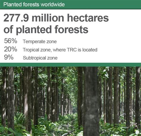 Ten Years Of Planted Forests Trc