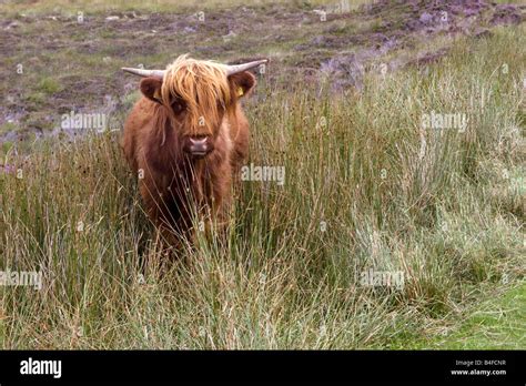 Highland Cattle By The Roadside From Ullapool To Durness In The