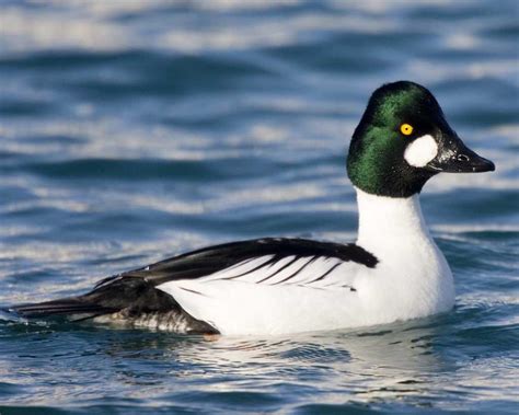 Goldeneye Duck Breed Srikrishnapoultryfarm