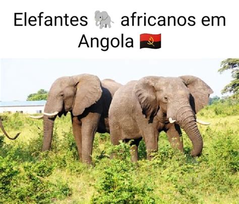 Elefantes Africanos Em Angola ME IFunny Brazil