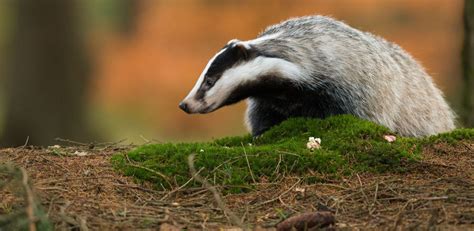 Has The 2020 Badger Cull Ended The Badger Trusts View