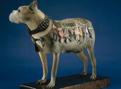 The True Story Of World War I Canine Hero Sergeant Stubby Owlcation