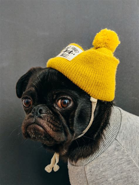 Dog Wearing Shirt With Hat Photo Free Dog Image On Unsplash