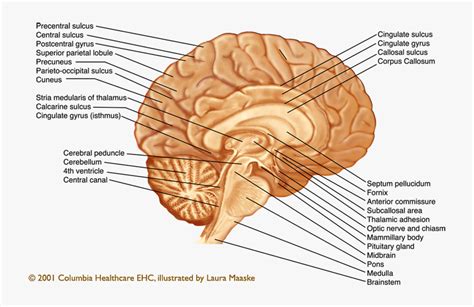 Sagittal Section Of Brain Hd Png Download Transparent Png Image