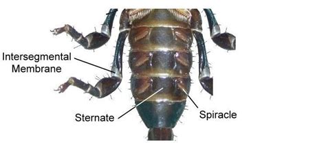 Scorpion Evolution By Bob Crean Sternal Plates