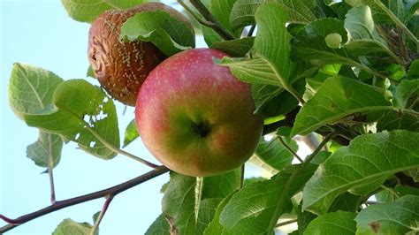 Apple Fruit Red Free Photo On Pixabay