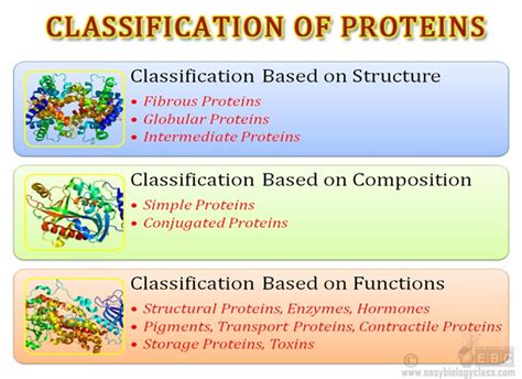 structure des protéines pdf