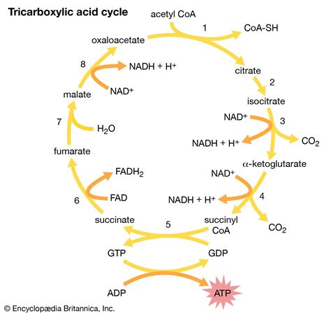 Tricarboxylic Acid Cycle Biochemistry Metabolism Enzymes Britannica