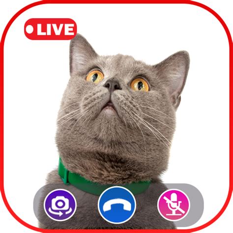 Dingtone, a free calling app allows you to make unlimited free phone calls, send free text messages to anyone. Amazon.com: Talking Cat Simulator Call Video Prank Call ...
