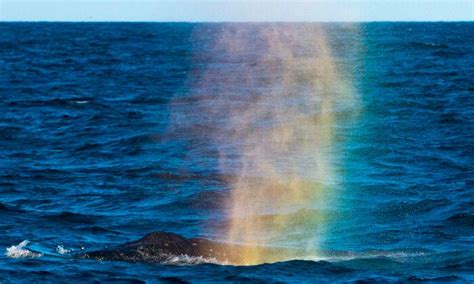 Stunning Photo Shows Humpback Whale Spurting Colorful ‘rainbow From Its Blowhole The Epoch Times