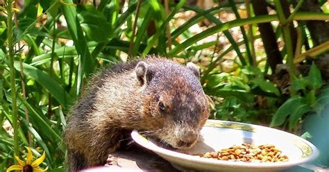 Limit the amount of colorful and flowering plants that you have planted around your deck and home. Yard and Garden Secrets: Get Rid of Groundhogs Permanently