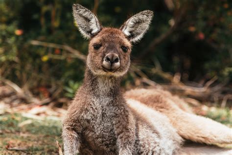 Watch A Baby Kangaroo Hops Onto A Flight Eye Of The Flyer