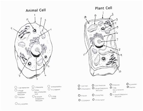 Printable Animal Cell Diagram A Must Have Resource For Biology Students