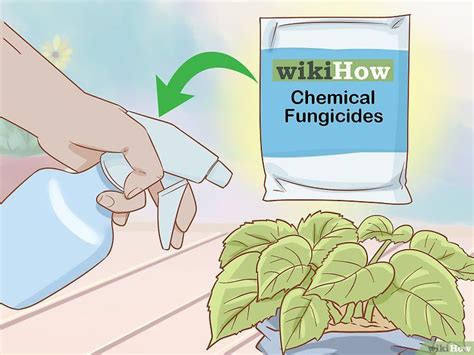 When all else fails, use a household fungicide to kill the spores and prevent the spread of indoor powdery mildew. Get Rid of Powdery Mildew on Plants | Powdery mildew ...
