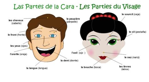 Las Partes Del Cuerpo En Francés Vocabulario Les Parties Du Corps Coucoulafrance