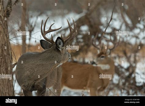 Whitetail Deer Bucks Stock Photo Alamy