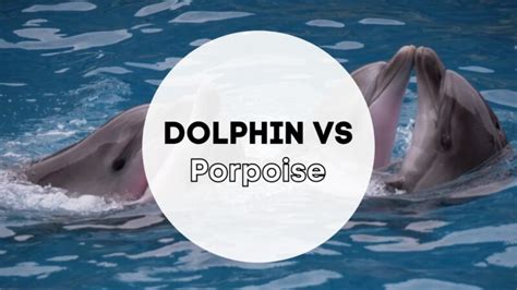 Dolphin Vs Porpoise What Is The Difference Before The Flood