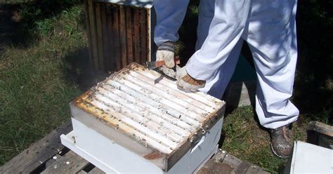 With an increase in demand for natural household goods, homeowners across. Beekeeping In September | Bee keeping, Bee keeping ...