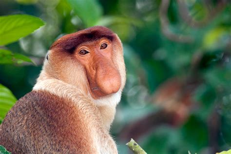 Proboscis Monkey Close Up Male 2 Chris Hill Wildlife Photography