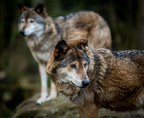 Hd Wallpaper Predators Wildlife Wolf Wolves Animal Mammal Animal
