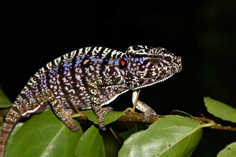 Scientists Find Madagascar Chameleon Last Seen 100 Years Ago Species