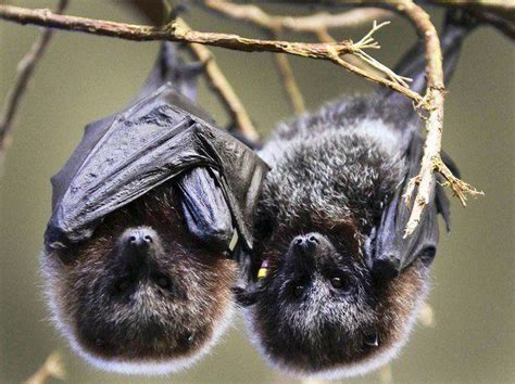 17 Best Images About Bats On Pinterest Moonflower Baby Bats And Dracula