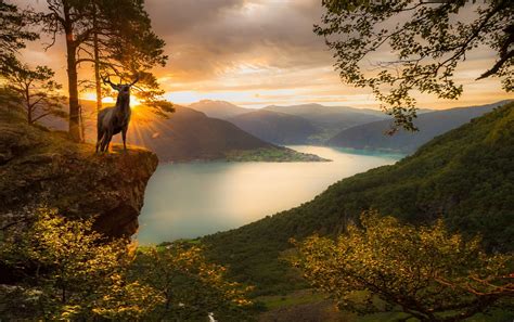 Deer Sunset Fjord Mountain Trees Norway Forest Nature Landscape