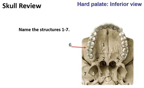 The Mouth Bones Of The Hard Palate Diagram Quizlet
