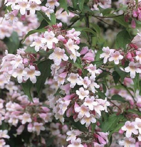 10 Beauty Bush Shrub Beautybush Kolkwitzia Amabilis Pink And Etsy