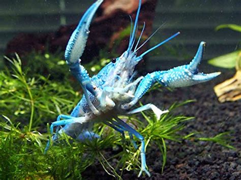 Aquatic Arts 1 Live Male Electric Blue Crayfish Live Freshwater
